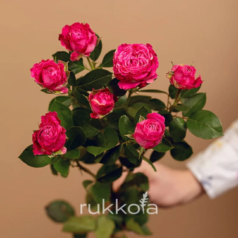 Розовая кустовая роза