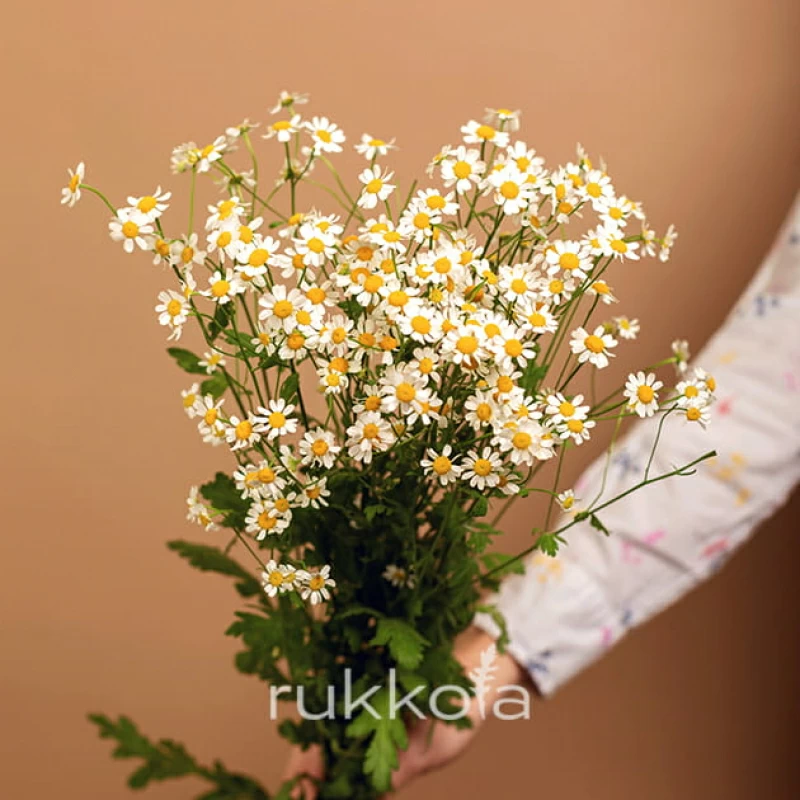 Ромашка поштучно