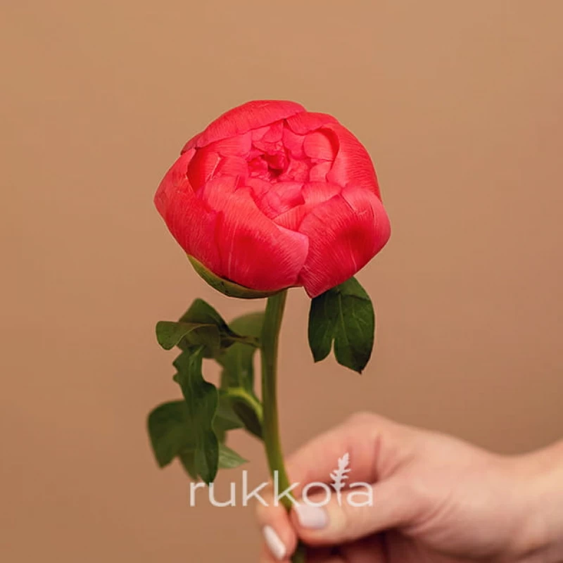 Коралловые пионы поштучно