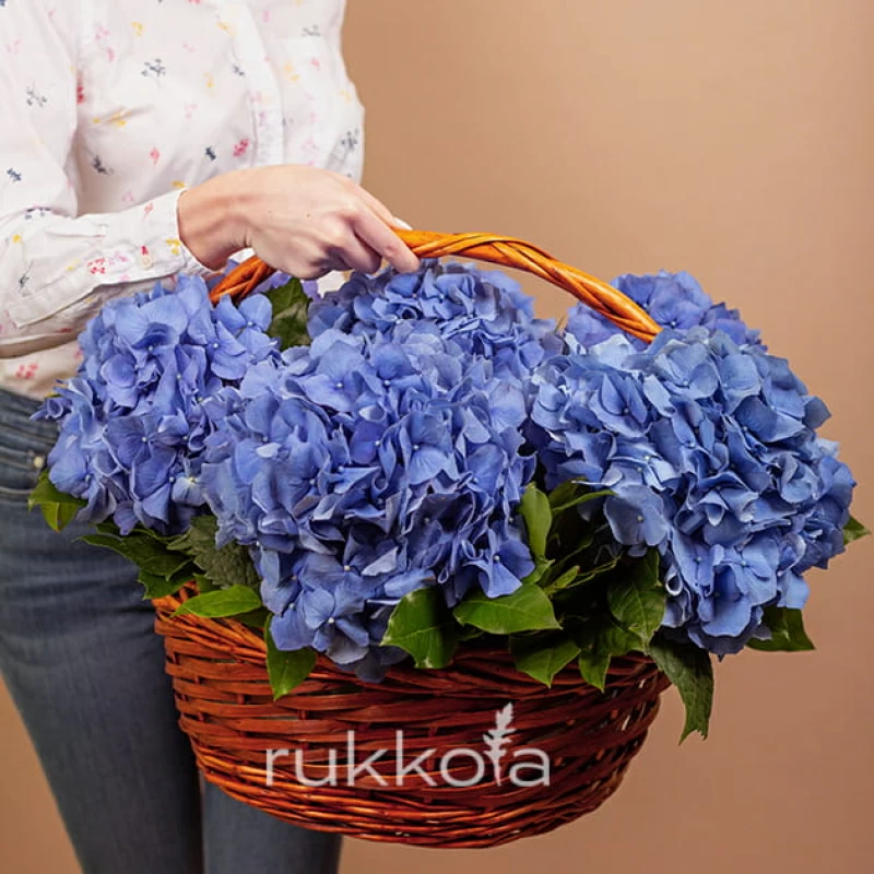 7 синих гортензий в корзине