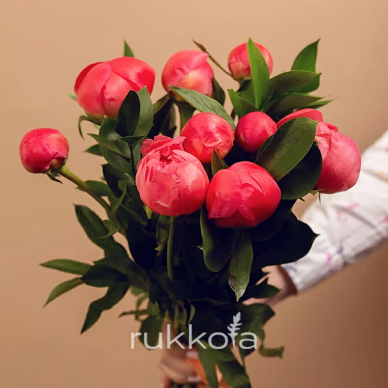 9 коралловых пионов