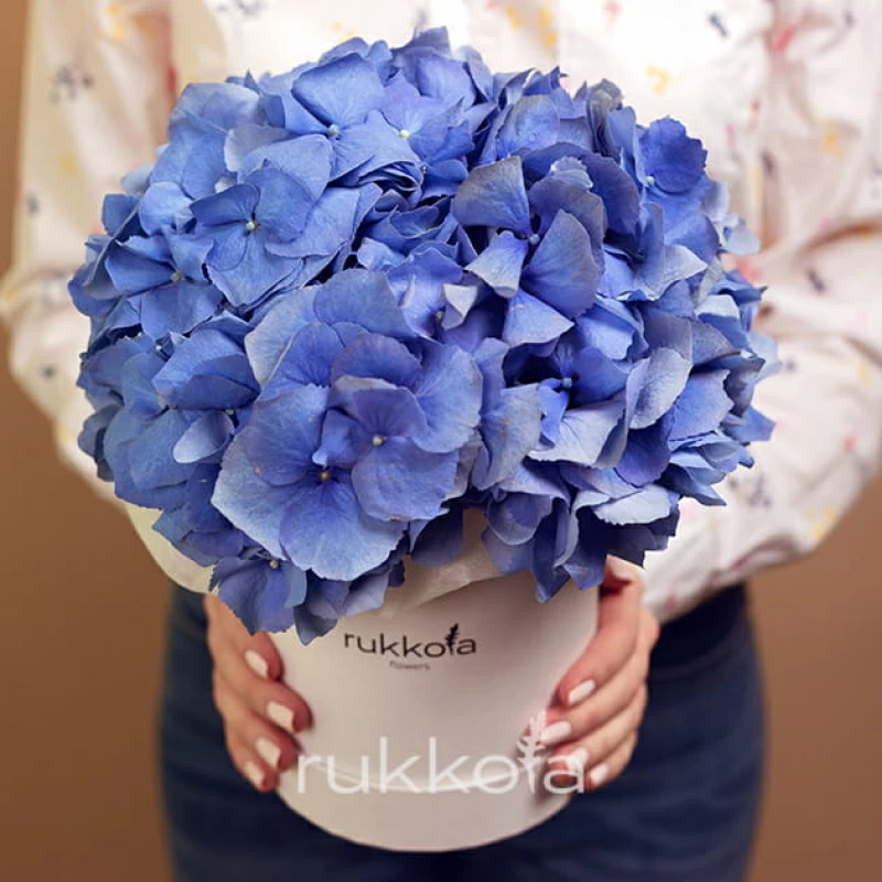 Синяя гортензия в маленькой белой коробке