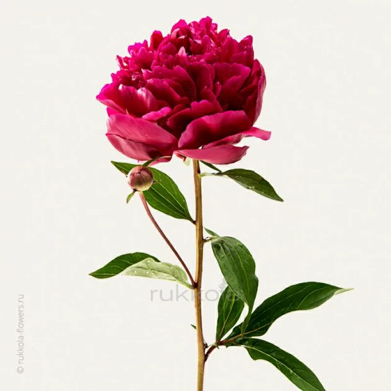 Красные пионы поштучно