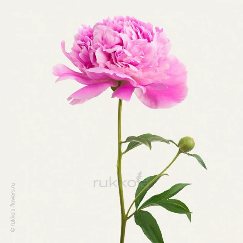Розовые пионы поштучно