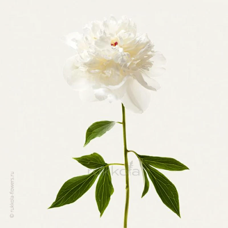 Белые пионы поштучно