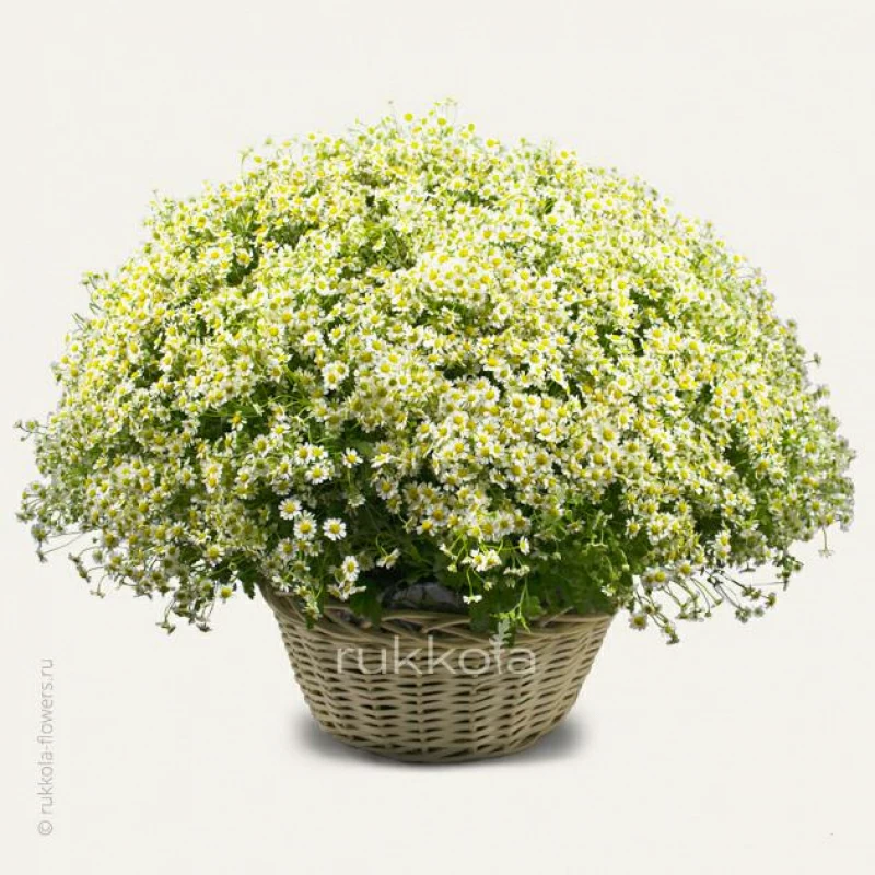 251 ромашка в корзине