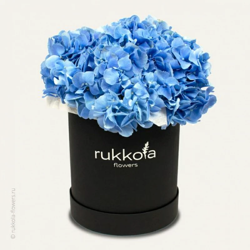 Голубые гортензии в черной шляпной коробке