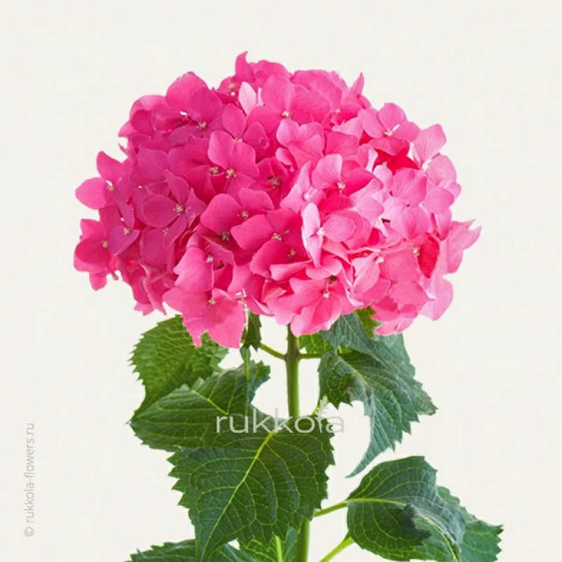 Розовые гортензии поштучно