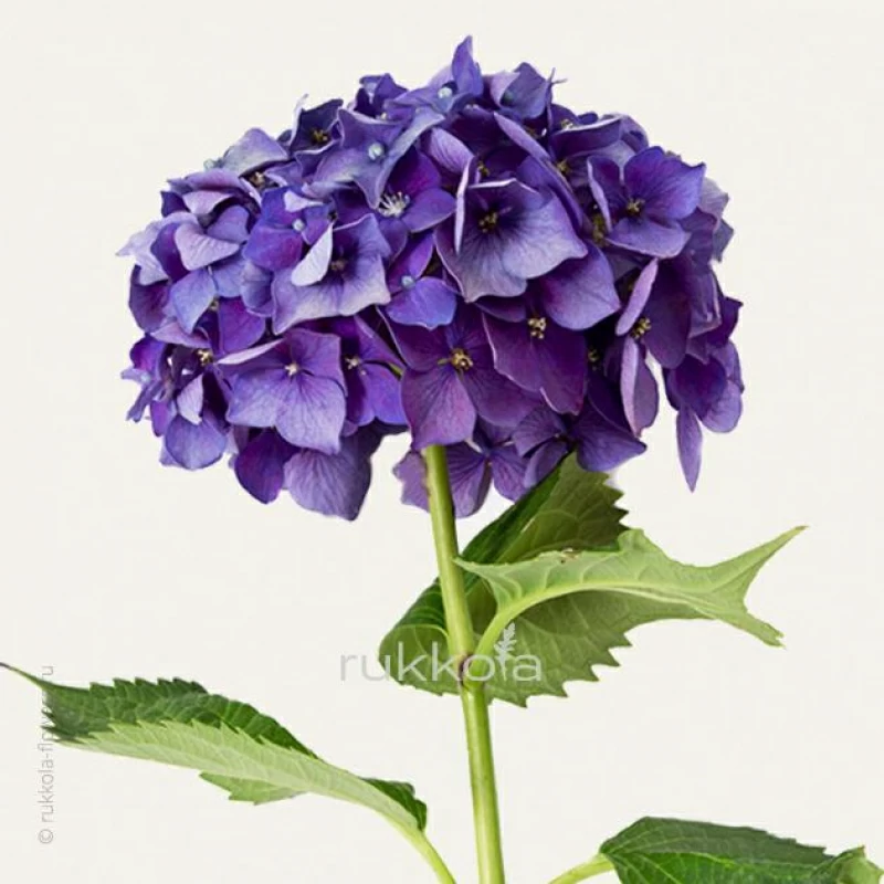 Фиолетовые гортензии поштучно
