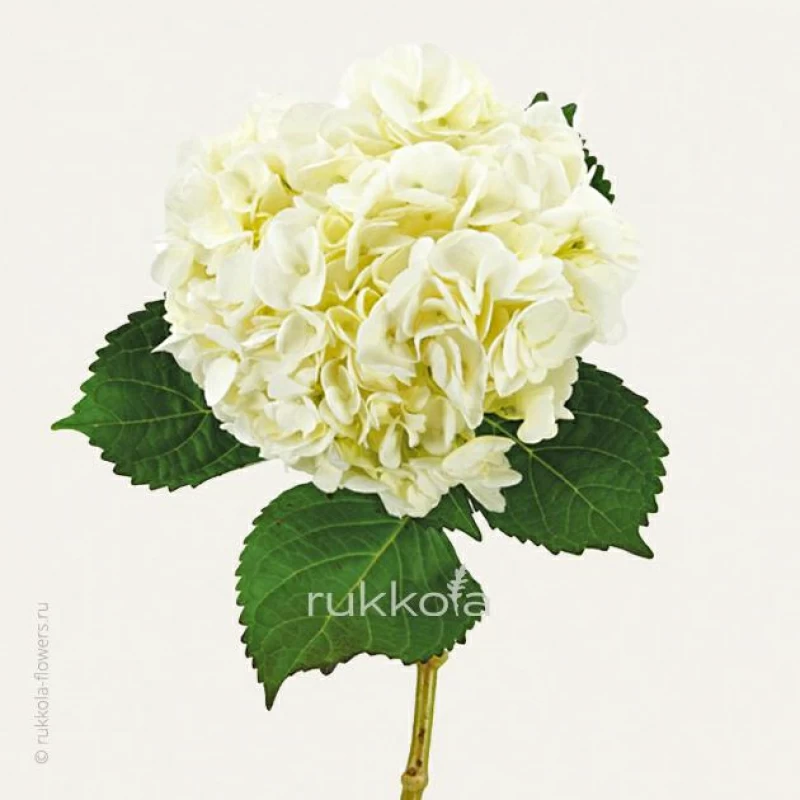 Белые гортензии поштучно