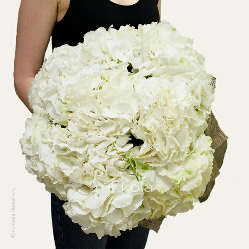 Букет белых гортензий