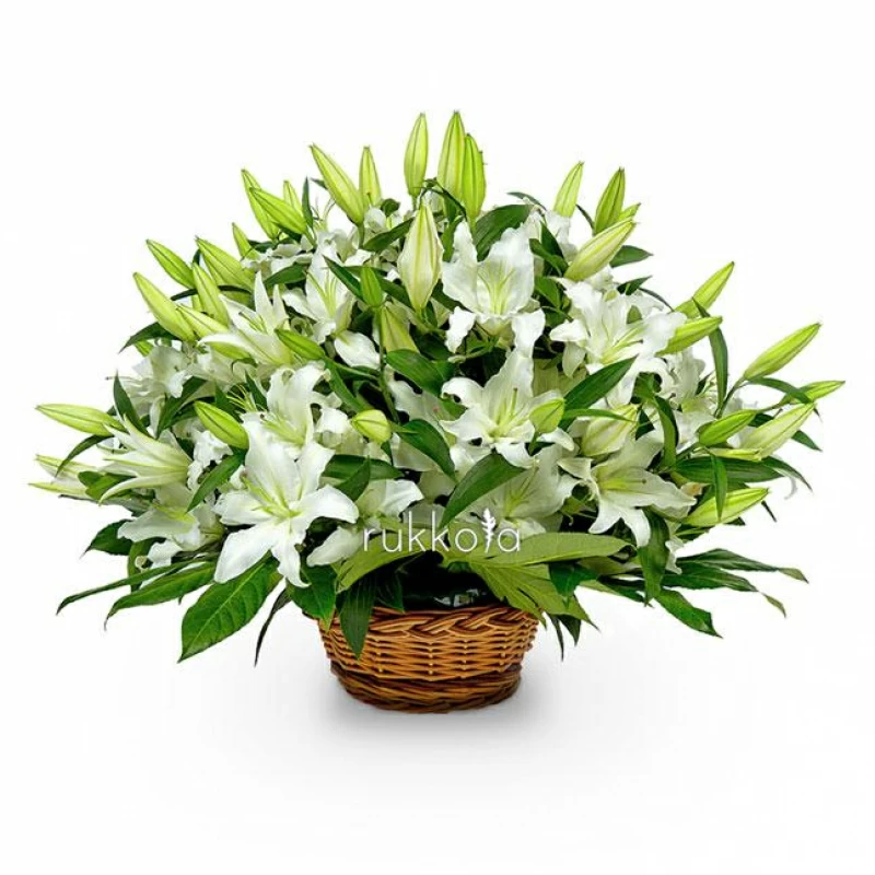 25 белых лилий в корзине