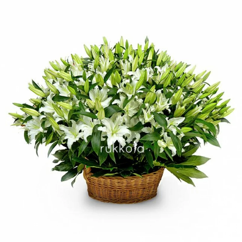 51 белая лилия в корзине