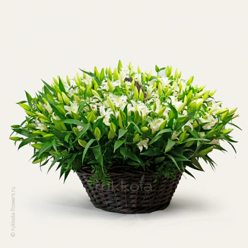101 белая лилия в корзине
