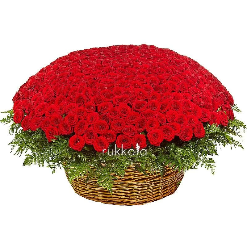 501 красная роза