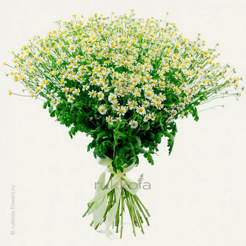 Букет из 31 ромашки