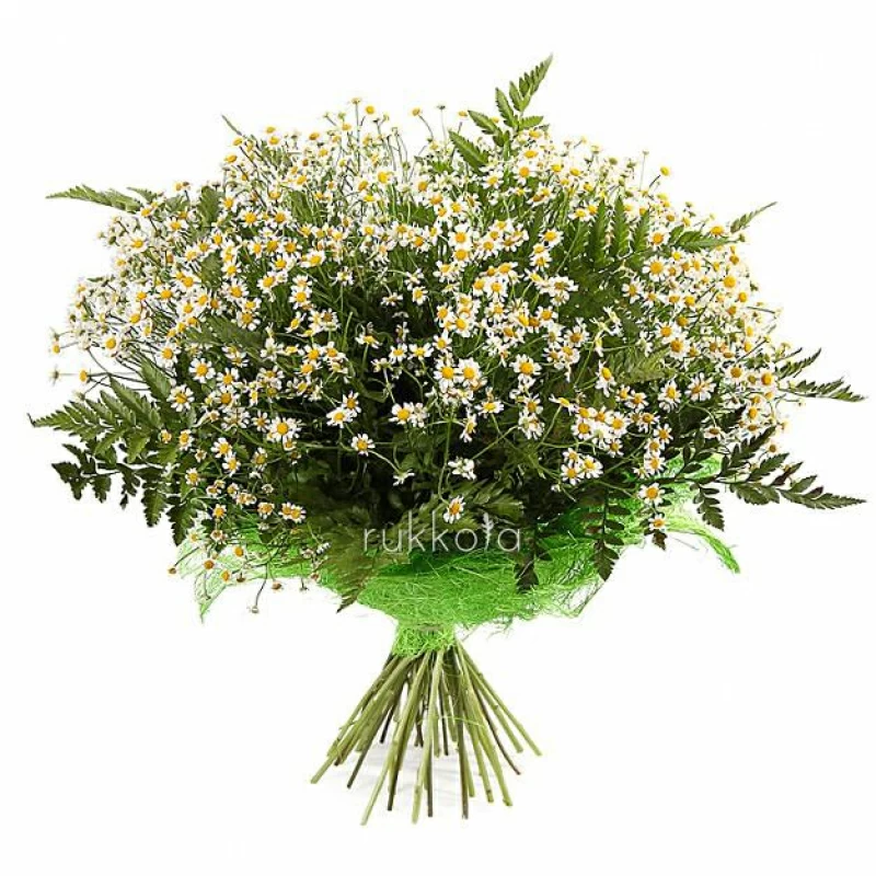 35 ромашек с папоротником