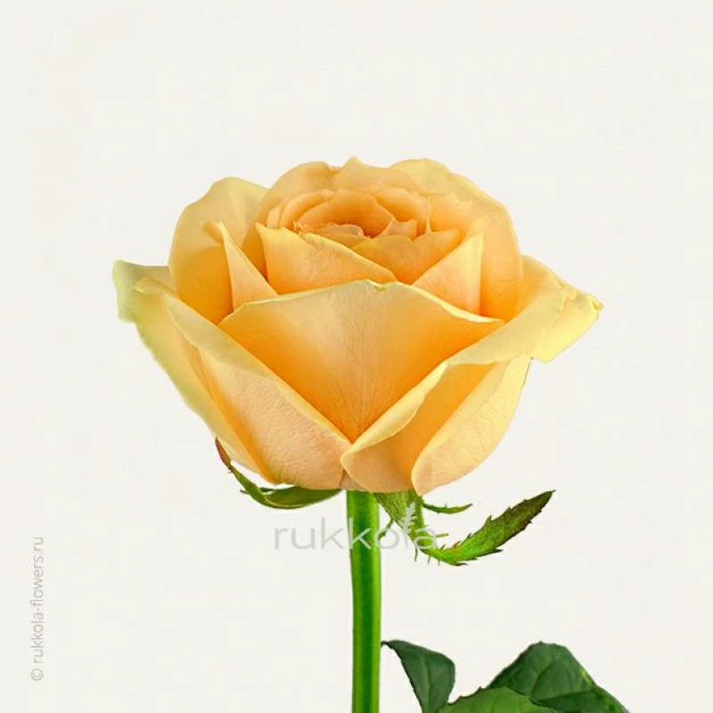 Кремовые розы поштучно