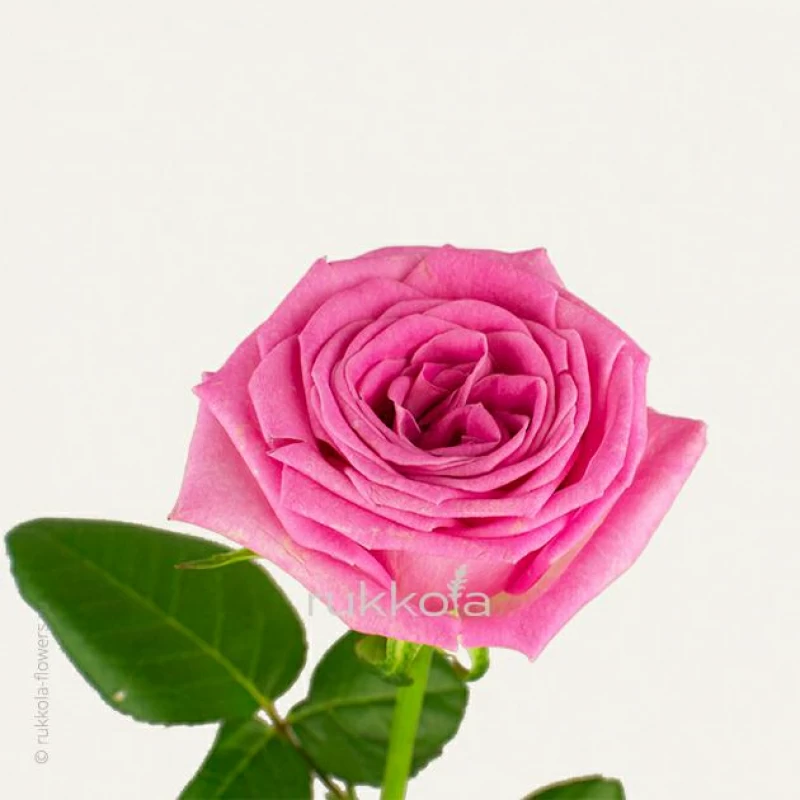 Розовые розы поштучно