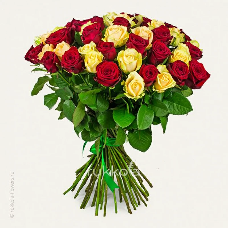 51 красная и кремовая розы