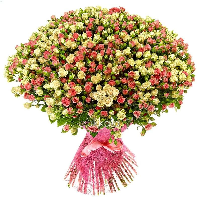 101 белая и розовая кустовая роза