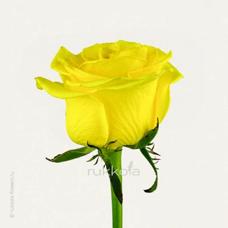 Желтые розы поштучно