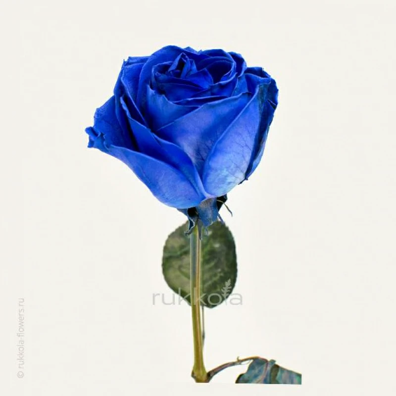 Синие розы поштучно