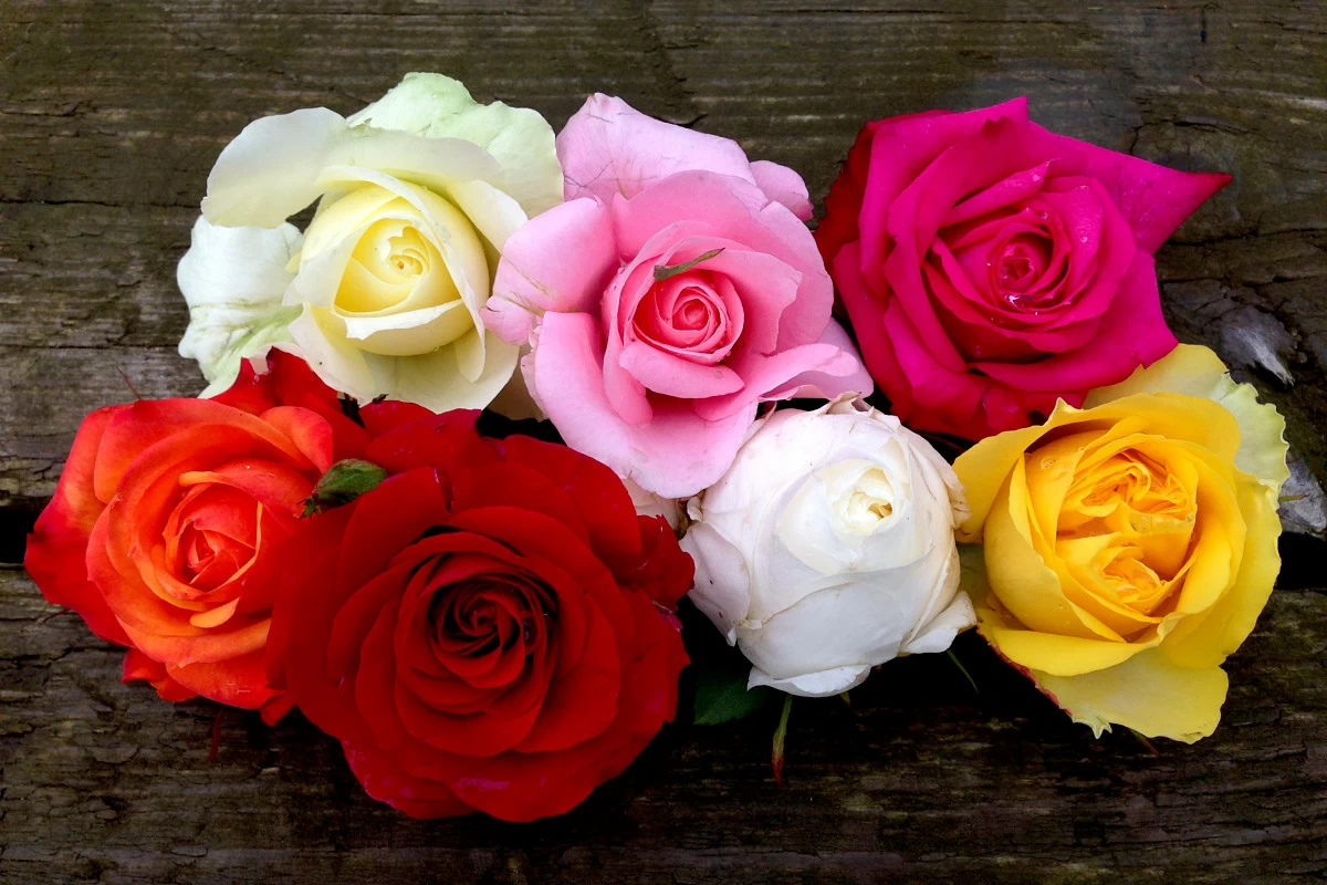 Розы поштучно