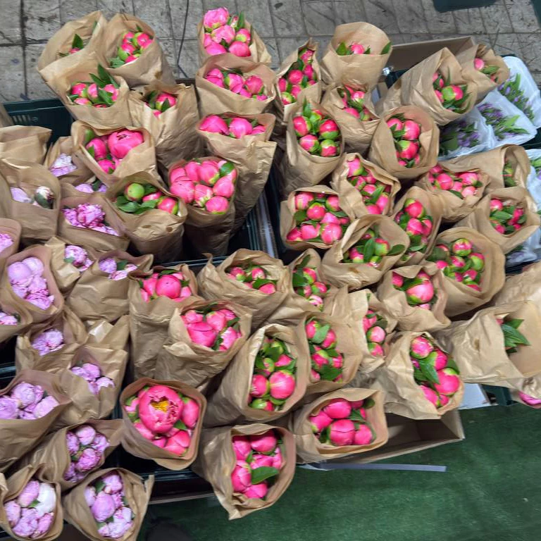 Пион оптом 1 пачка 20 шт. (цвет в ассортименте), цена от 599 руб.